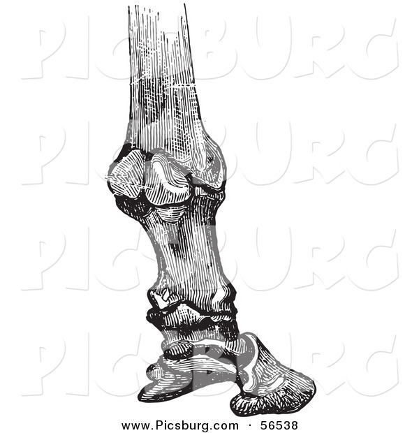 Clip Art of a Retro Vintage Sketch of Horse Bones and Articulations of the Foot Hoof in Black and White 4