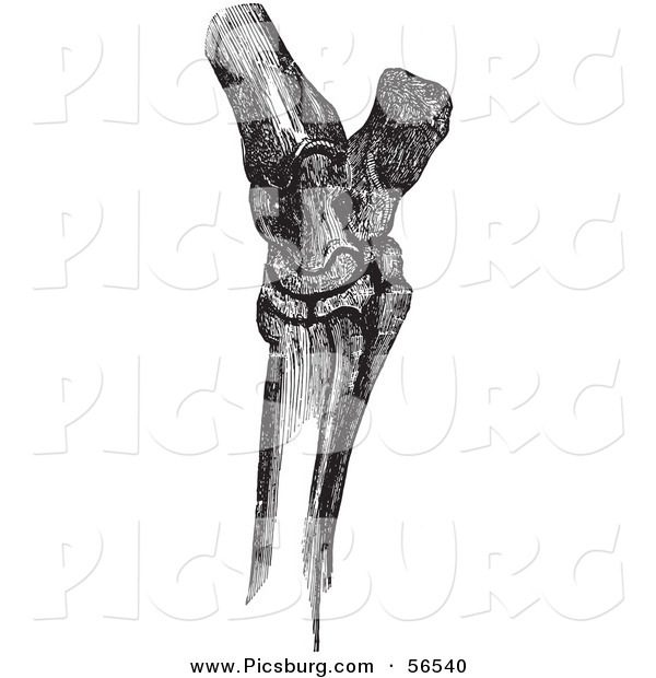 Clip Art of a Retro Vintage Sketch of Horse Hock Bones in Black and White