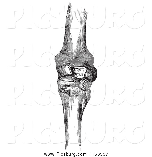 Clip Art of a Retro Vintage Sketch of Horse Knee Bones in Black and White