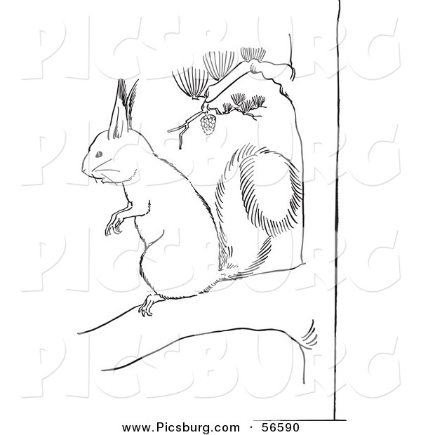 Clip Art of a Squirrel on a Pine Tree Branch - Black and White Line Art