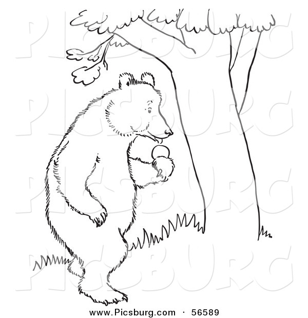 Clip Art of a Standing Bear with Apples Beside a Tree - Black and White Line Art