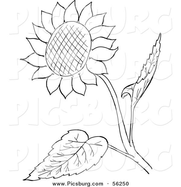 Clip Art of a Sunflower and Leaves - Black and White Line Art