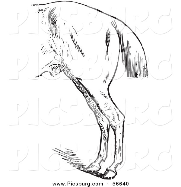 Clip Art of a Vintage Engraved Horse Anatomy of Bad Hind Quarters in Black and White over a White Background