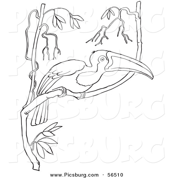 Clip Art of a Wild Toucan in a Tree with Many Branches - Black and White Line Art