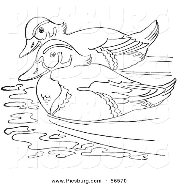 Clip Art of a Wood Duck Couple Swimming in a Pond - Black and White Line Art