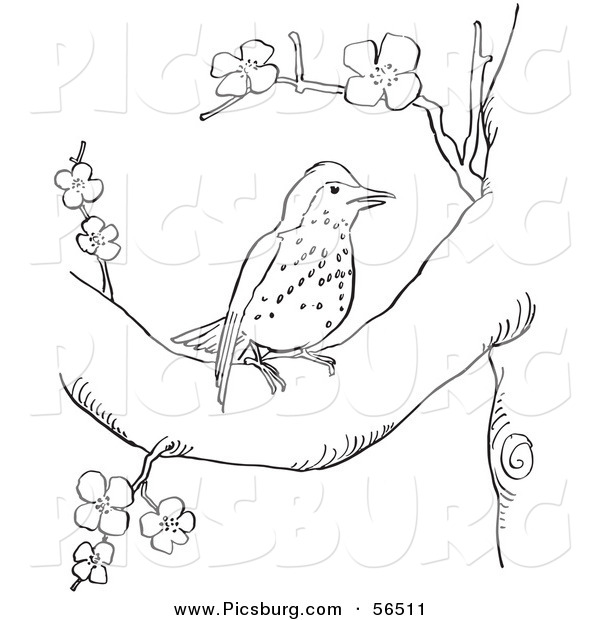 Clip Art of a Wood Thrush Resting in a Blossoming Tree - Black and White Line Art