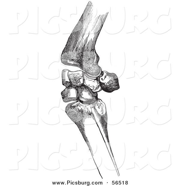 Clip Art of an Old Fashioned Vintage Bones of a Flexed Horse Knee in Black and White