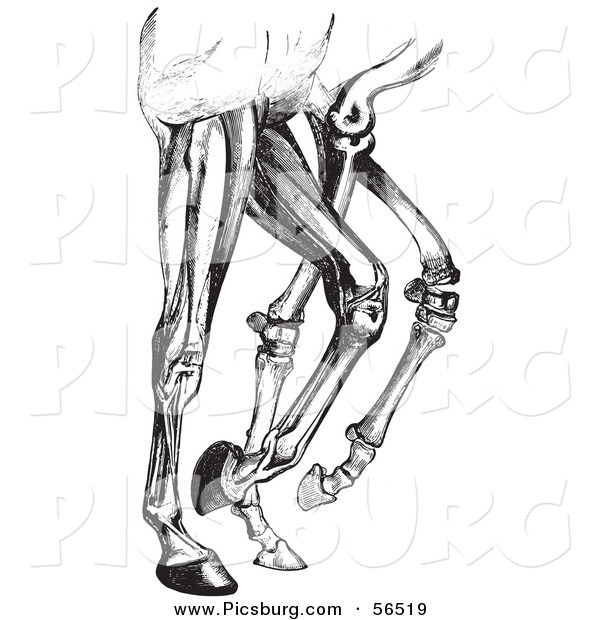 Clip Art of an Old Fashioned Vintage Engraved Diagram of Horse Leg Muscles and Bones in Black and White