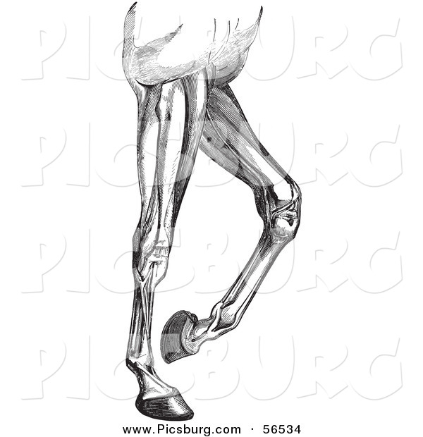 Clip Art of an Old Fashioned Vintage Engraved Diagram of Horse Leg Muscles in Black and White