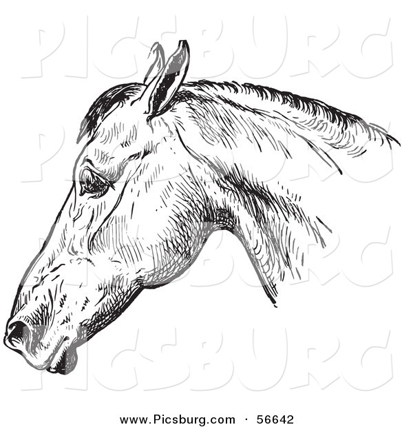 Clip Art of an Old Fashioned Vintage Engraved Horse Anatomy of a Bad Head in Black and White 1