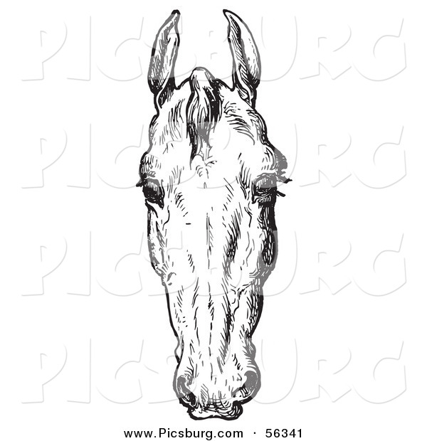 Clip Art of an Old Fashioned Vintage Engraved Horse Anatomy of a Bad Head in Black and White 2