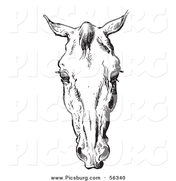 Clip Art of an Old Fashioned Vintage Engraved Horse Anatomy of a Bad Head in Black and White 3