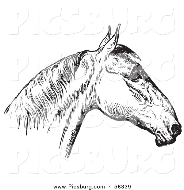 Clip Art of an Old Fashioned Vintage Engraved Horse Anatomy of a Bad Head in Black and White 4