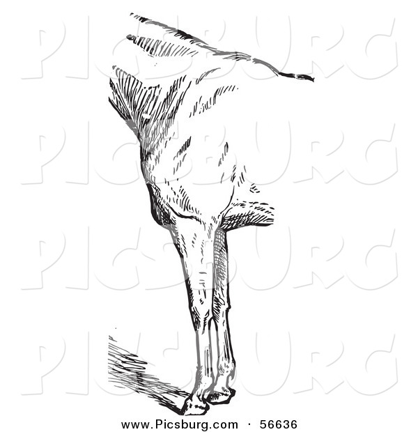 Clip Art of an Old Fashioned Vintage Engraved Horse Anatomy of Bad Conformation of Fore Quarters in Black and White 3