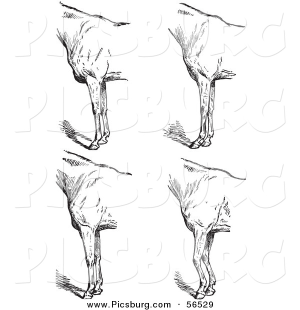 Clip Art of an Old Fashioned Vintage Engraved Horse Anatomy of Bad Conformation of Fore Quarters in Black and White 5