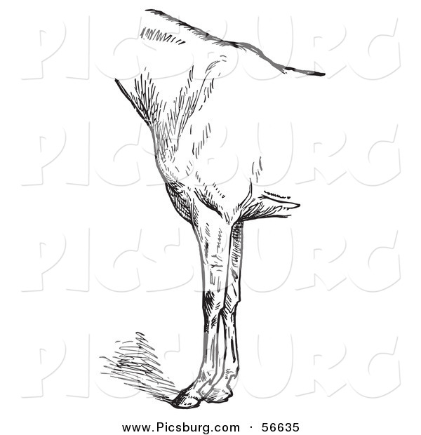 Clip Art of an Old Fashioned Vintage Engraved Horse Anatomy of Bad Conformation of Fore Quarters in Black and White