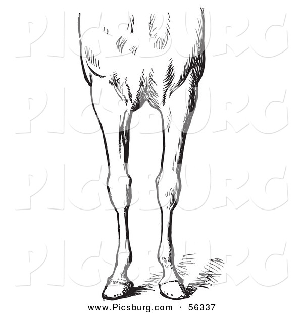 Clip Art of an Old Fashioned Vintage Engraved Horse Anatomy of Bad Conformations of the Fore Quarters in Black and White 2