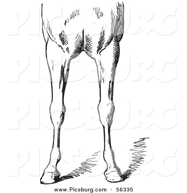 Clip Art of an Old Fashioned Vintage Engraved Horse Anatomy of Bad Conformations of the Fore Quarters in Black and White 4