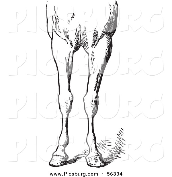 Clip Art of an Old Fashioned Vintage Engraved Horse Anatomy of Bad Conformations of the Fore Quarters in Black and White 5