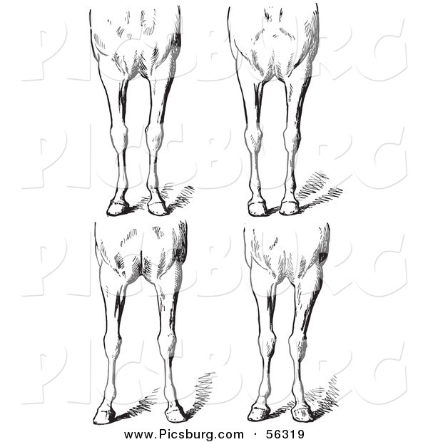 Clip Art of an Old Fashioned Vintage Engraved Horse Anatomy of Bad Conformations of the Fore Quarters in Black and White
