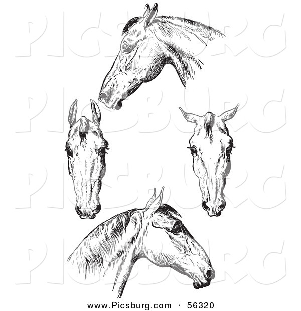 Clip Art of an Old Fashioned Vintage Engraved Horse Anatomy of Bad Heads in Black and White