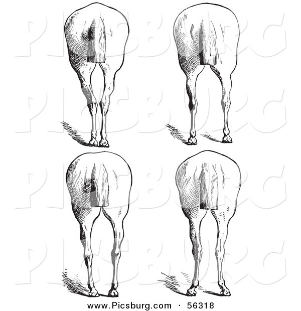 Clip Art of an Old Fashioned Vintage Engraved Horse Anatomy of Bad Hind Quarters in Black and White 10