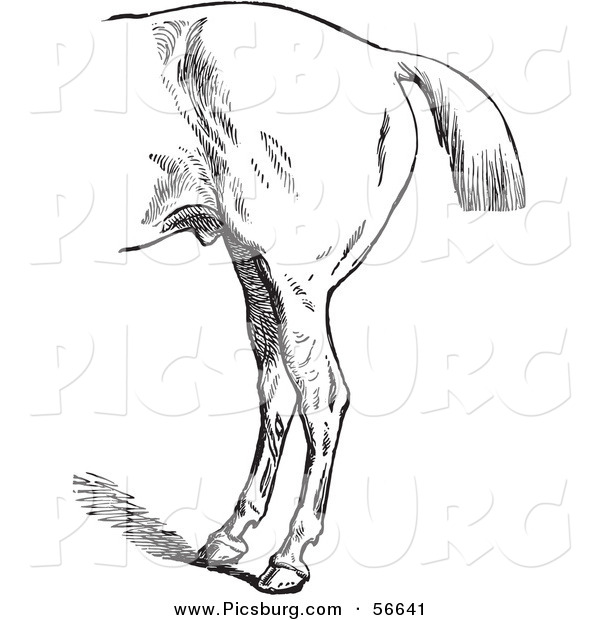 Clip Art of an Old Fashioned Vintage Engraved Horse Anatomy of Bad Hind Quarters in Black and White 3