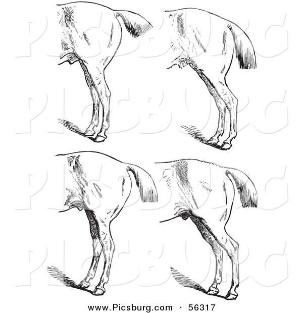 Clip Art of an Old Fashioned Vintage Engraved Horse Anatomy of Bad Hind Quarters in Black and White 5