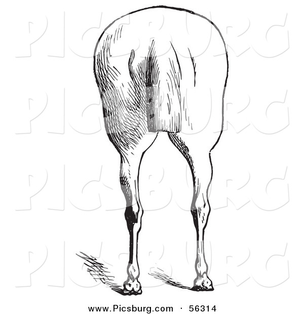 Clip Art of an Old Fashioned Vintage Engraved Horse Anatomy of Bad Hind Quarters in Black and White 7