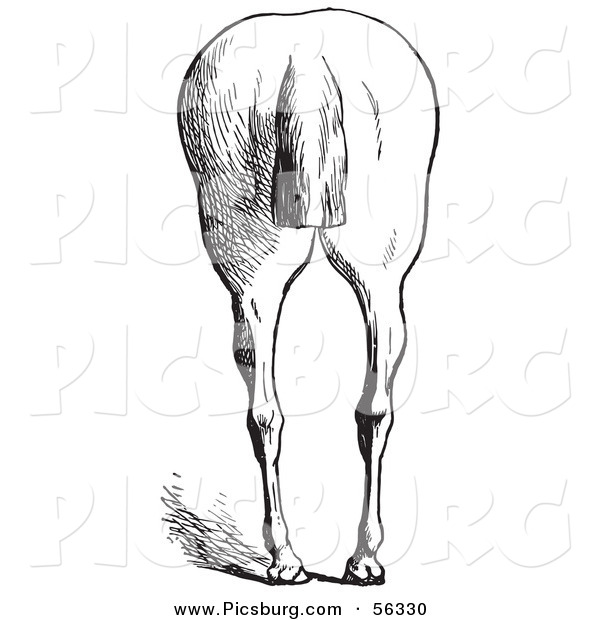Clip Art of an Old Fashioned Vintage Engraved Horse Anatomy of Bad Hind Quarters in Black and White 8