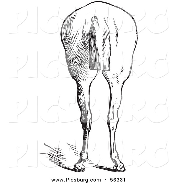 Clip Art of an Old Fashioned Vintage Engraved Horse Anatomy of Bad Hind Quarters in Black and White 9