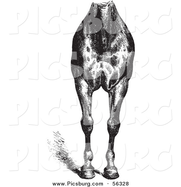 Clip Art of an Old Fashioned Vintage Engraved Horse Anatomy of Good Breast and Limbs in Black and White