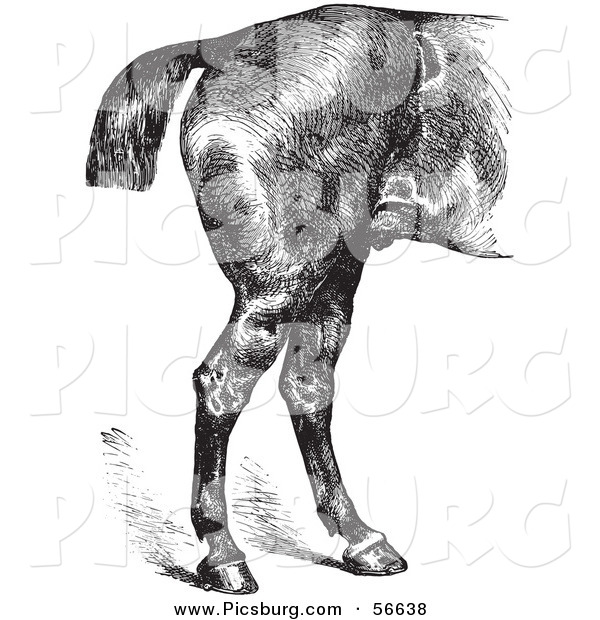 Clip Art of an Old Fashioned Vintage Engraved Horse Anatomy of Good Hind Quarters in Black and White