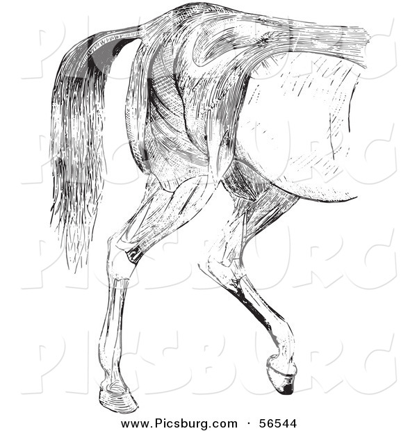 Clip Art of an Old Fashioned Vintage Engraved Horse Anatomy of Hind Quarter Muscular Covering in Black and White