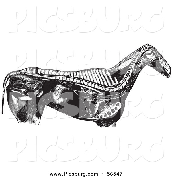 Clip Art of an Old Fashioned Vintage Engraved Horse Anatomy of Internal Bones Organs in Black and White