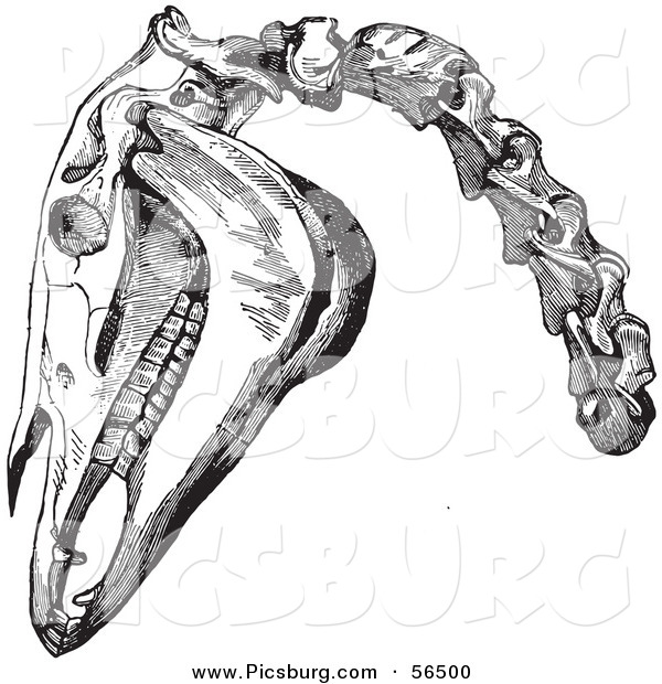 Clip Art of an Old Fashioned Vintage Engraving of Horse Head and Neck Bones in Black and White