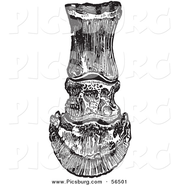 Clip Art of an Old Fashioned Vintage Frontal View of the Bones in a Horse Foot and Hoof in Black and White
