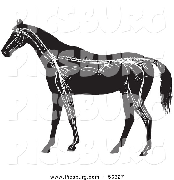 Clip Art of an Old Fashioned Vintage Horse Anatomy of the Nervous System in Black and White