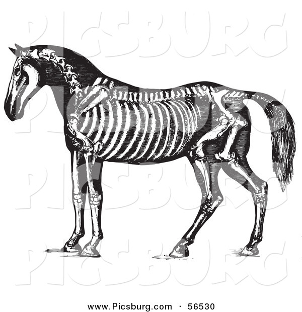 Clip Art of an Old Fashioned Vintage Horse Anatomy of the Skeleton in Black and White 1