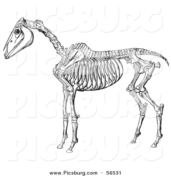 Clip Art of an Old Fashioned Vintage Horse Anatomy of the Skeleton in Black and White 2