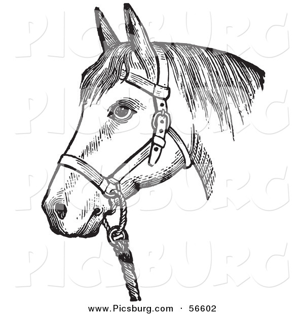 Clip Art of an Old Fashioned Vintage Horse with Good Form for a Halter of in Black and White