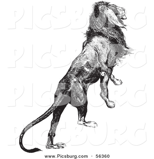 Clip Art of an Old Fashioned Vintage Majestic Lion Black and White