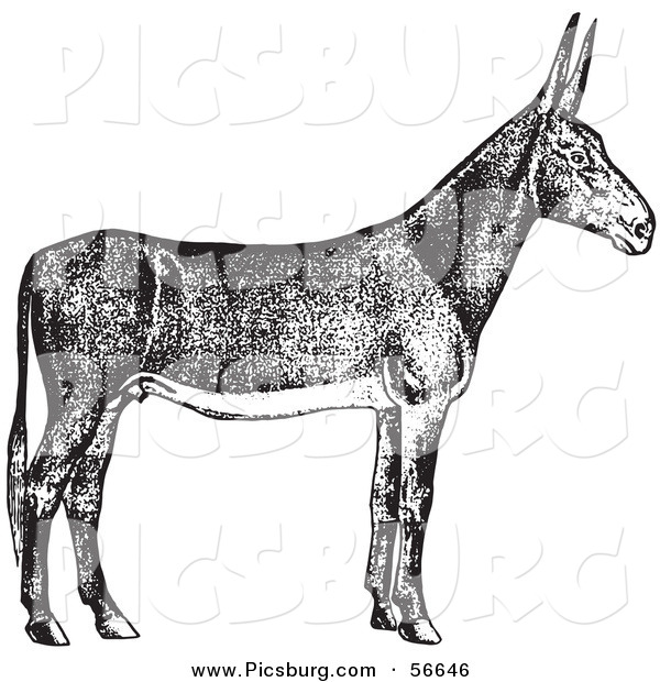 Clip Art of an Old Fashioned Vintage Poitou Donkey Ass in Black and White