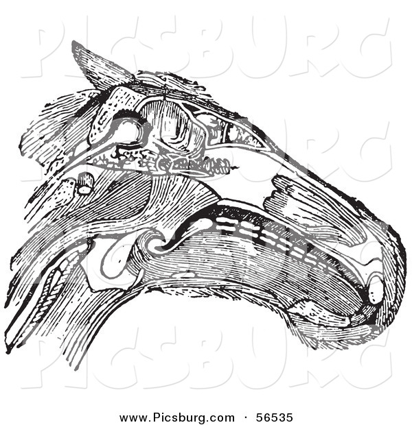 Clip Art of an Olf Fashioned Vintage Diagram of a Horse Head with Muscles Tendons and Bones in Black and White