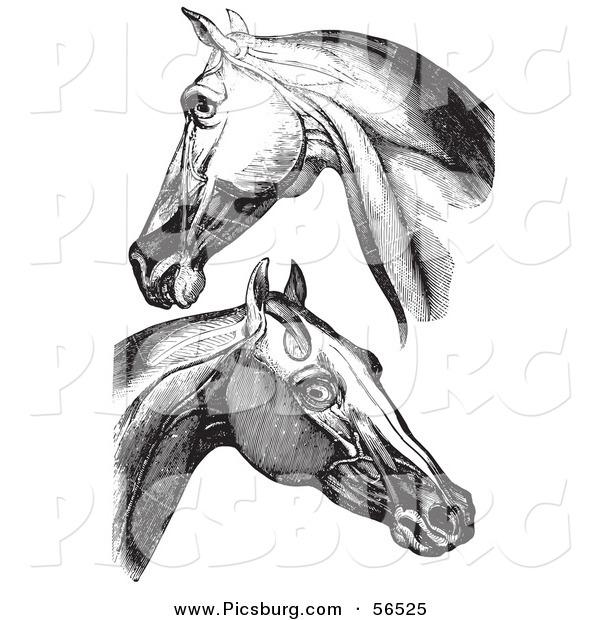 Clip Art of Horse Head and Neck Muscles - Black and White
