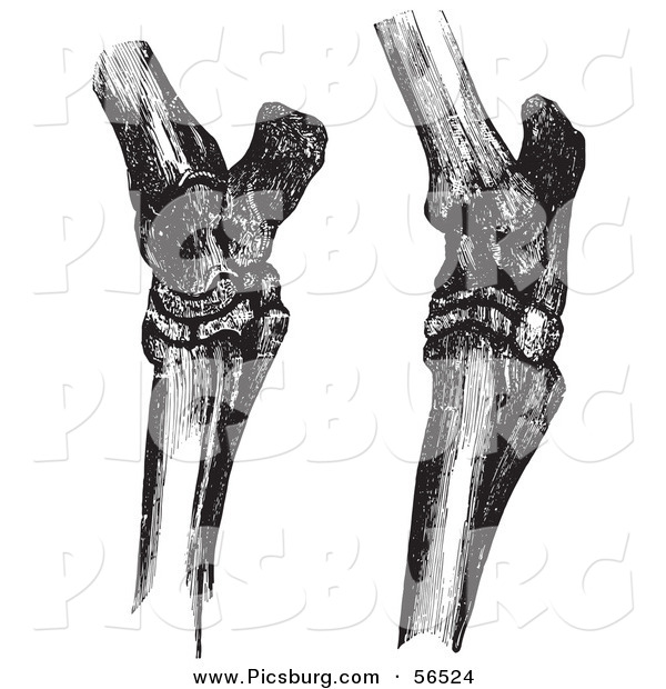 Clip Art of Horse Hock Bones - Black and White