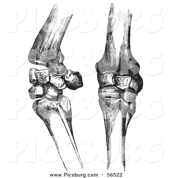 Clip Art of Two Horse Knee Bones and Joints - Black and White