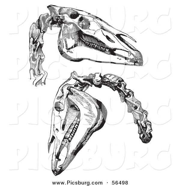 Clip Art of Two Horse Skulls and Neck Bones - Black and White