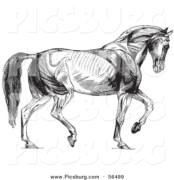 Clip Art of Walking Horse Muscles - Black and White
