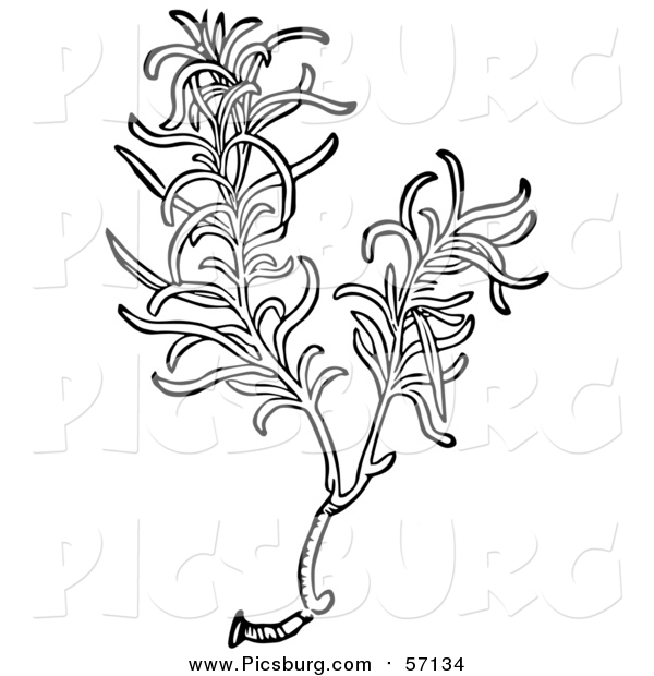 Vector Clip Art of a Black and White Aromatic Culinary Herbal Rosemary Plant